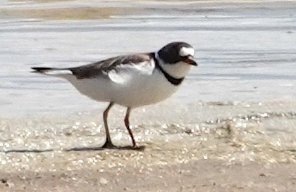 Semipalmated Plover - ML618136562