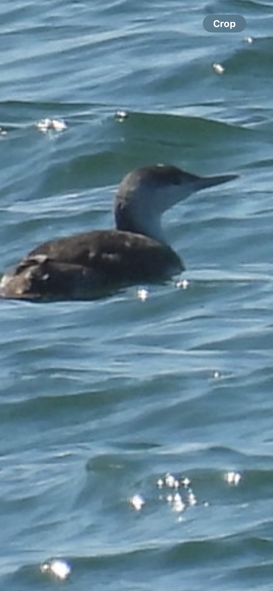 Red-throated Loon - ML618136569