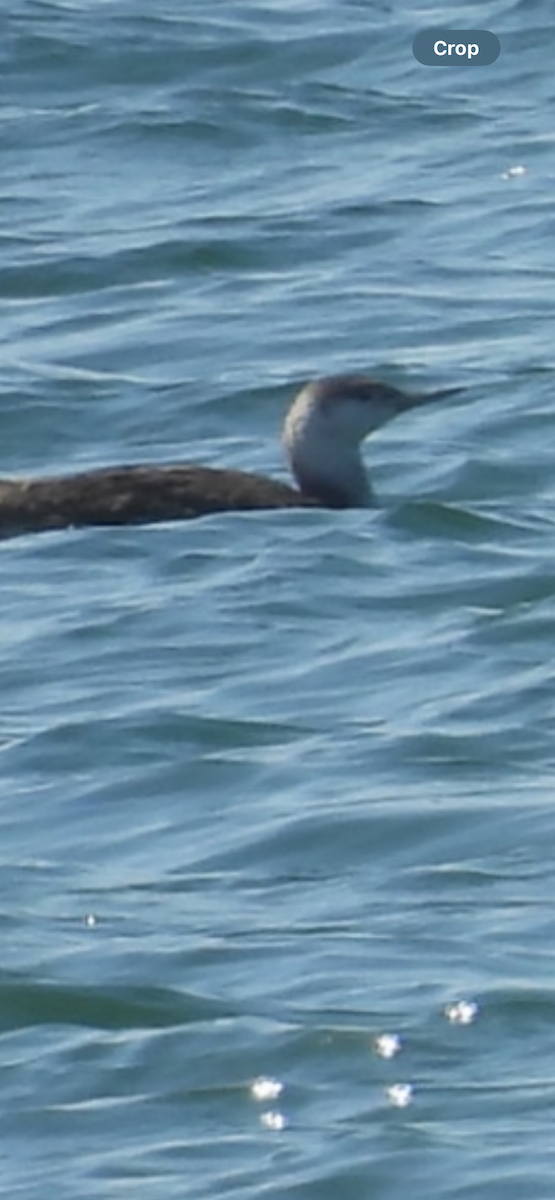 Red-throated Loon - ML618136570