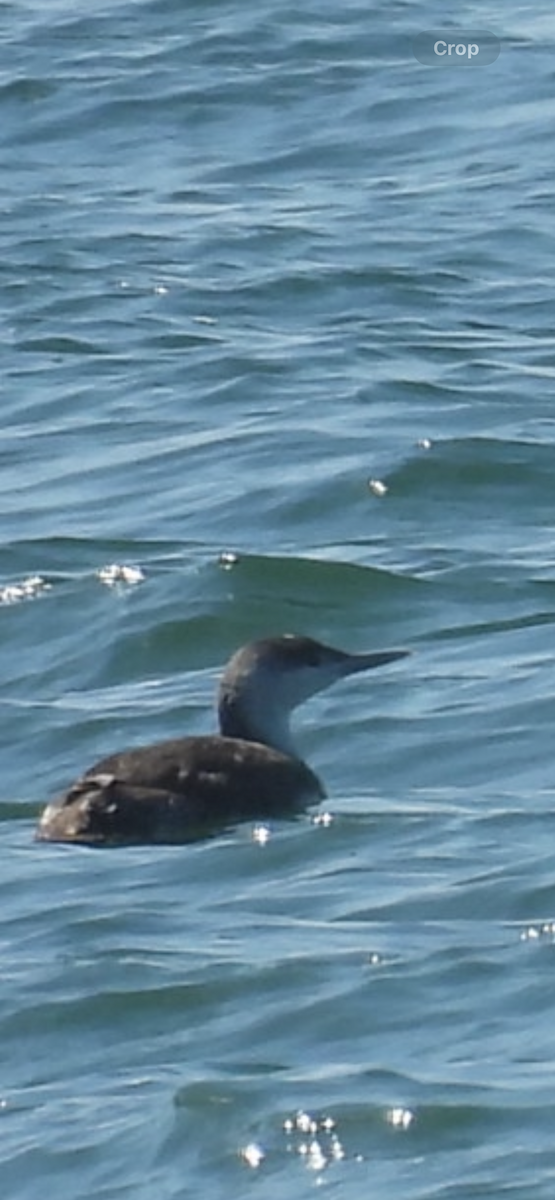 Red-throated Loon - ML618136571