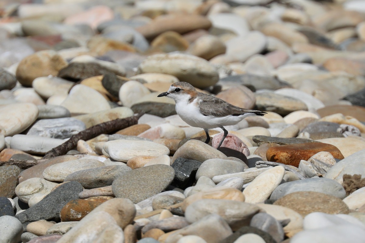 Red-capped Plover - ML618136572