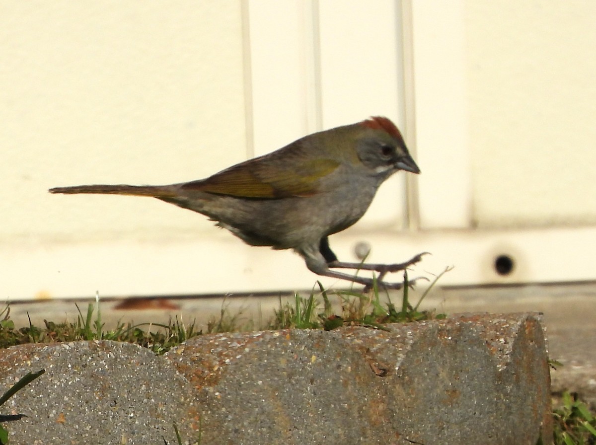 eBird Checklist 22 Apr 2024 GTTO Stakeout, Rayne, Louisiana, US 26 species (+1 other taxa)