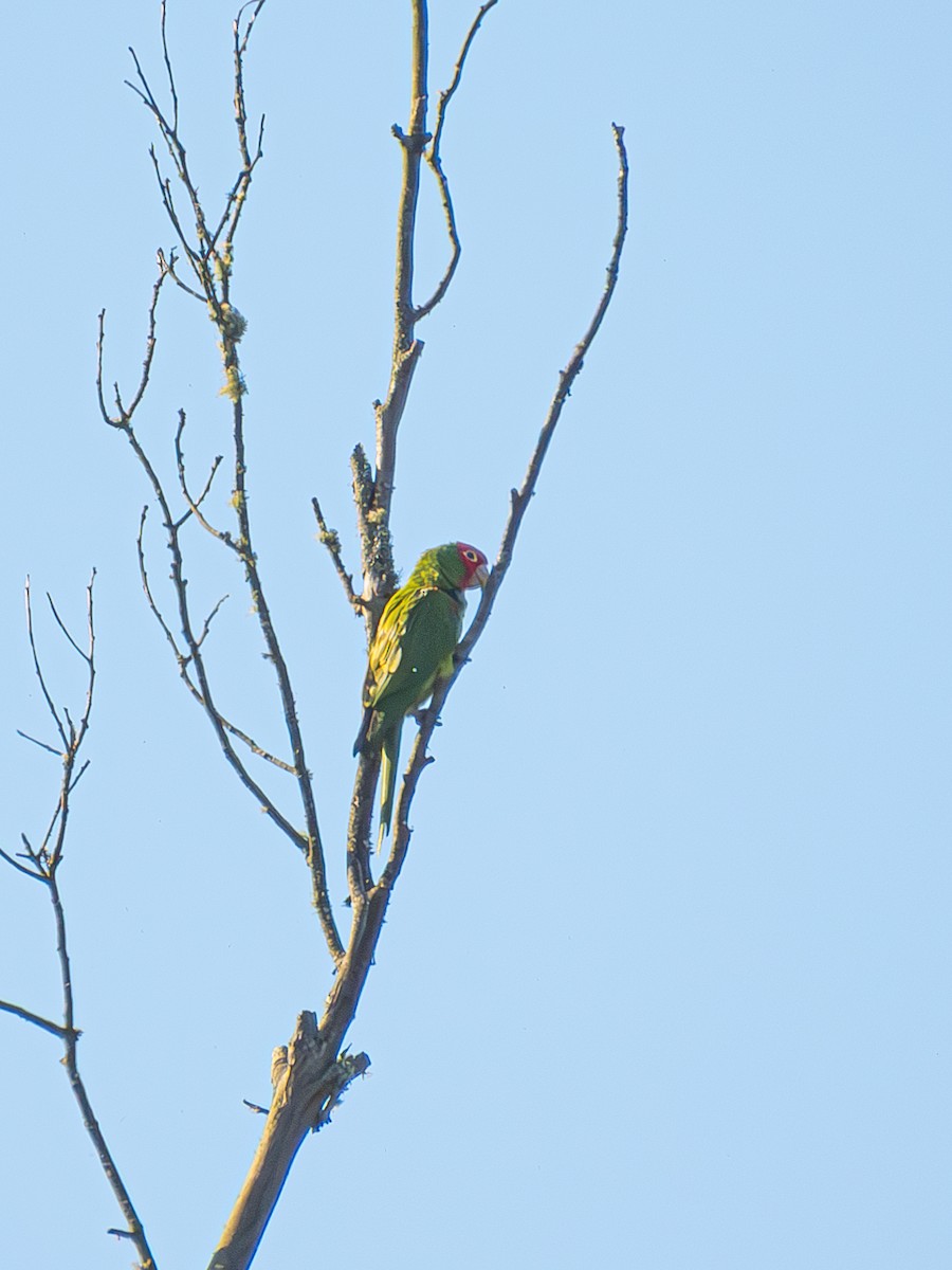 Red-masked Parakeet - Al Chase