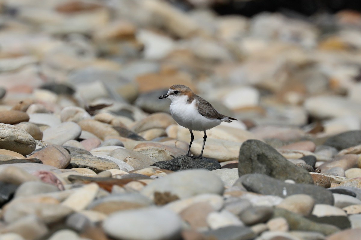 Red-capped Plover - ML618136594