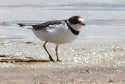 Semipalmated Plover - ML618136597