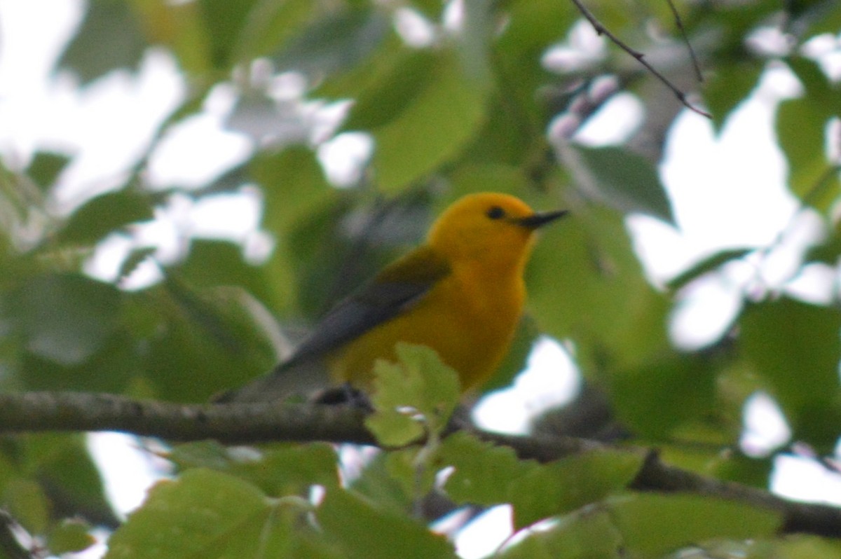 Prothonotary Warbler - Ryan Pudwell