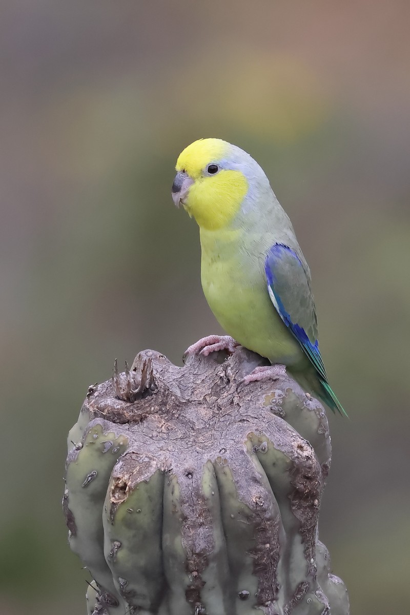 Yellow-faced Parrotlet - ML618136684