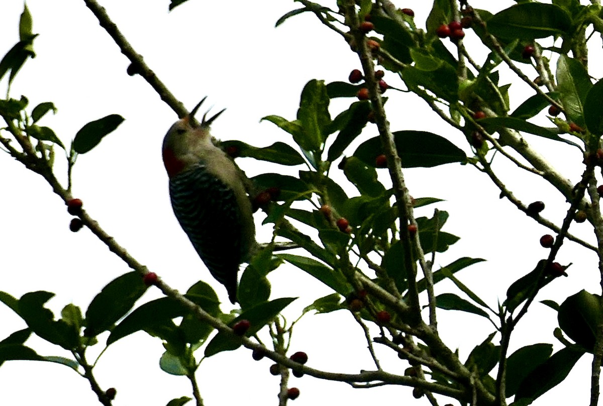 Red-bellied Woodpecker - ML618136687