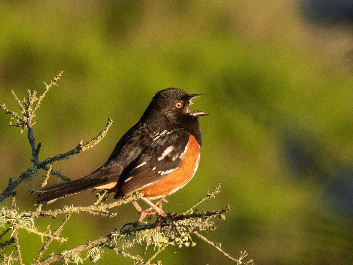 Spotted Towhee - ML618136698