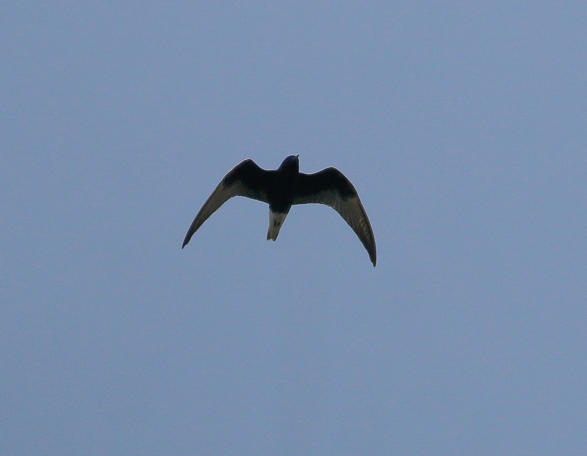 White-winged Tern - ML618136721