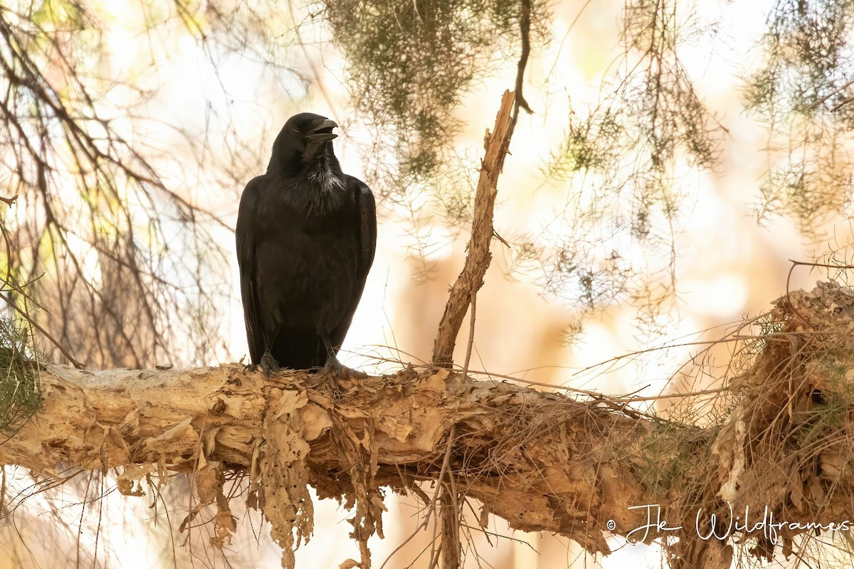 Australian Raven - JK Malkoha