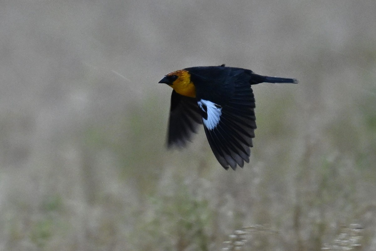 Yellow-headed Blackbird - ML618136816