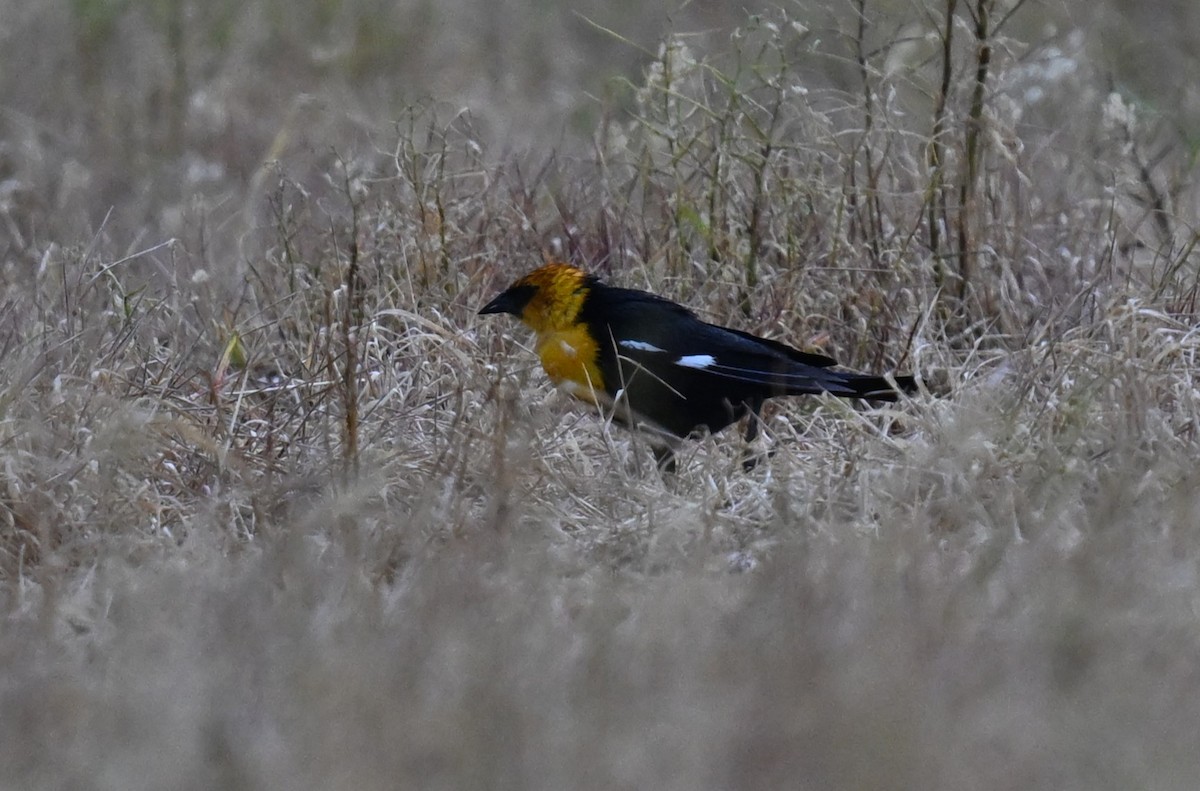 Yellow-headed Blackbird - ML618136818