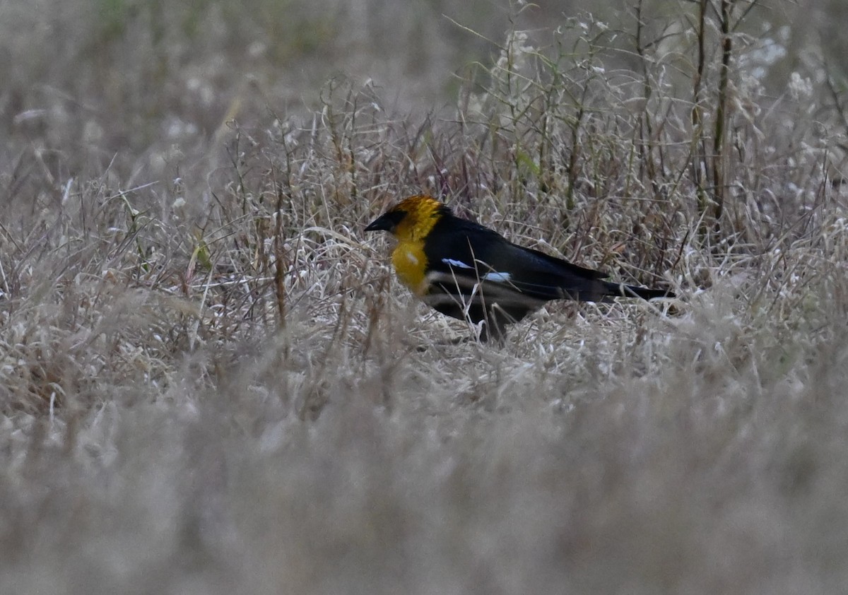 Yellow-headed Blackbird - ML618136819
