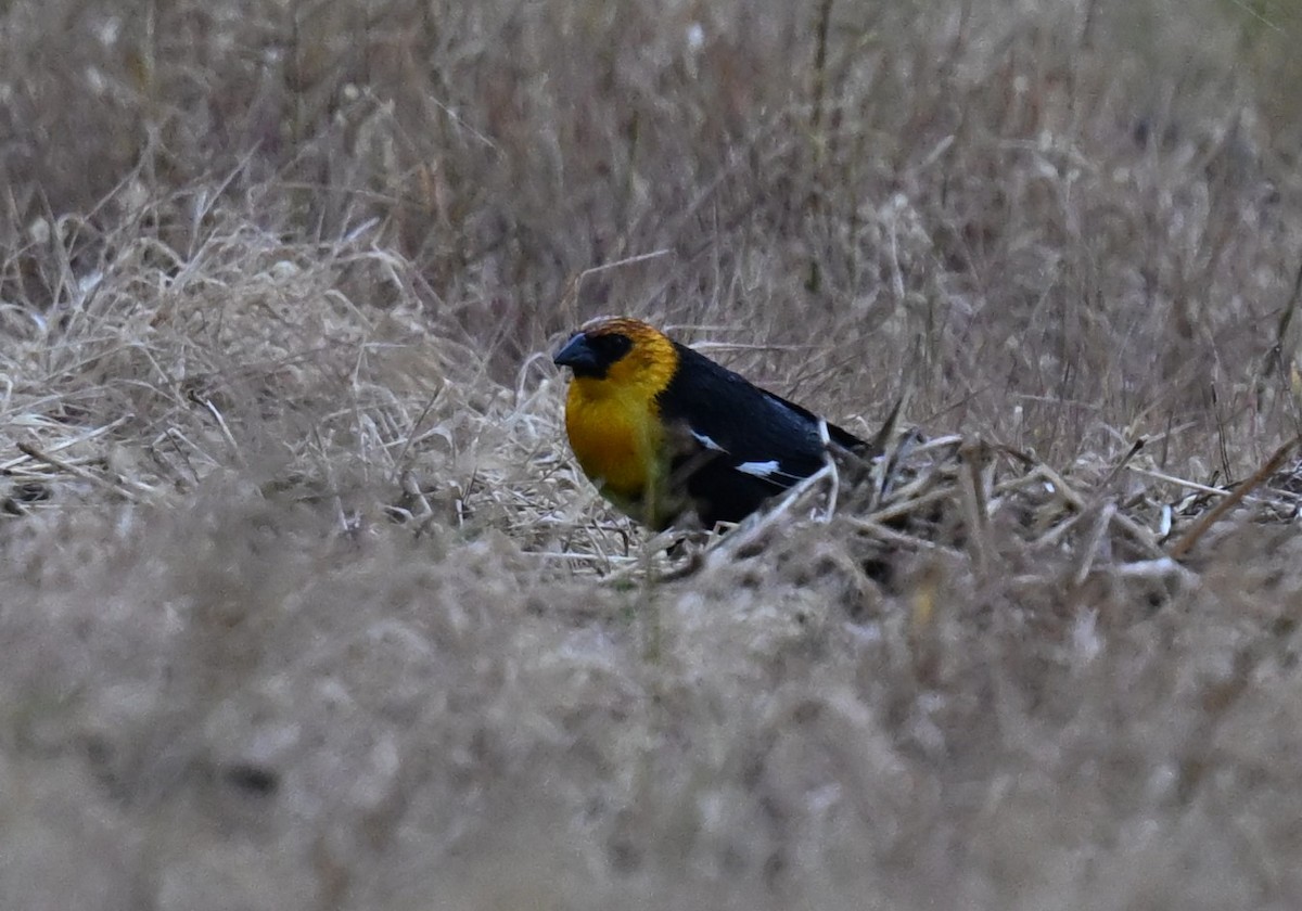 Yellow-headed Blackbird - ML618136820