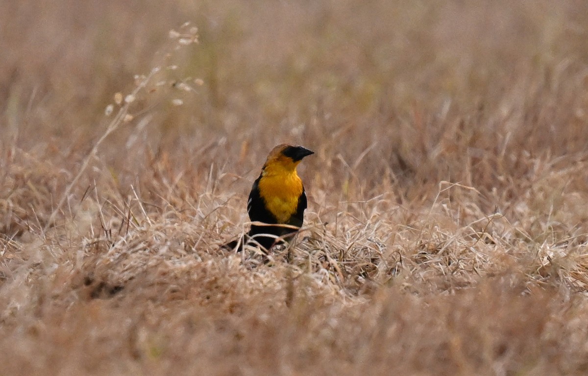 Yellow-headed Blackbird - ML618136823
