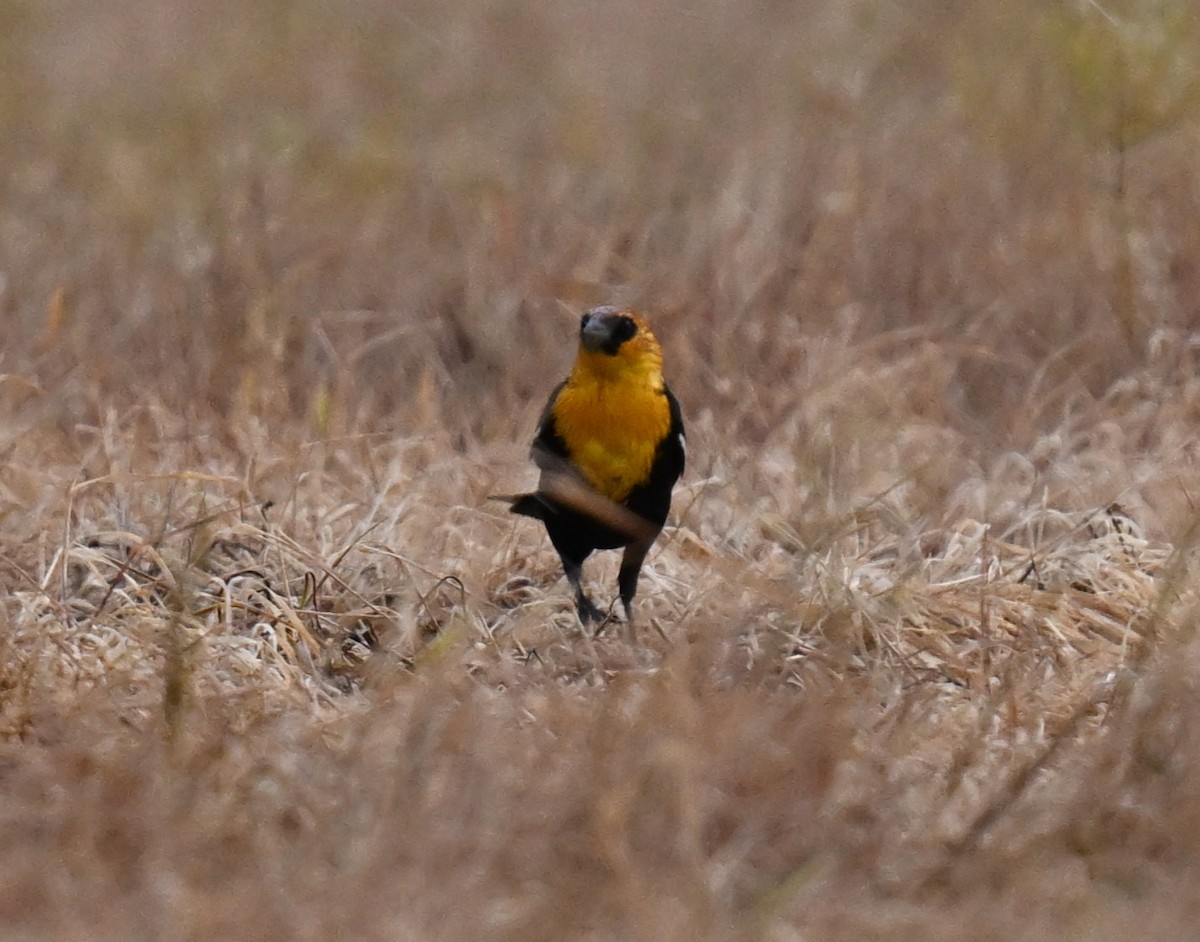 Yellow-headed Blackbird - ML618136825