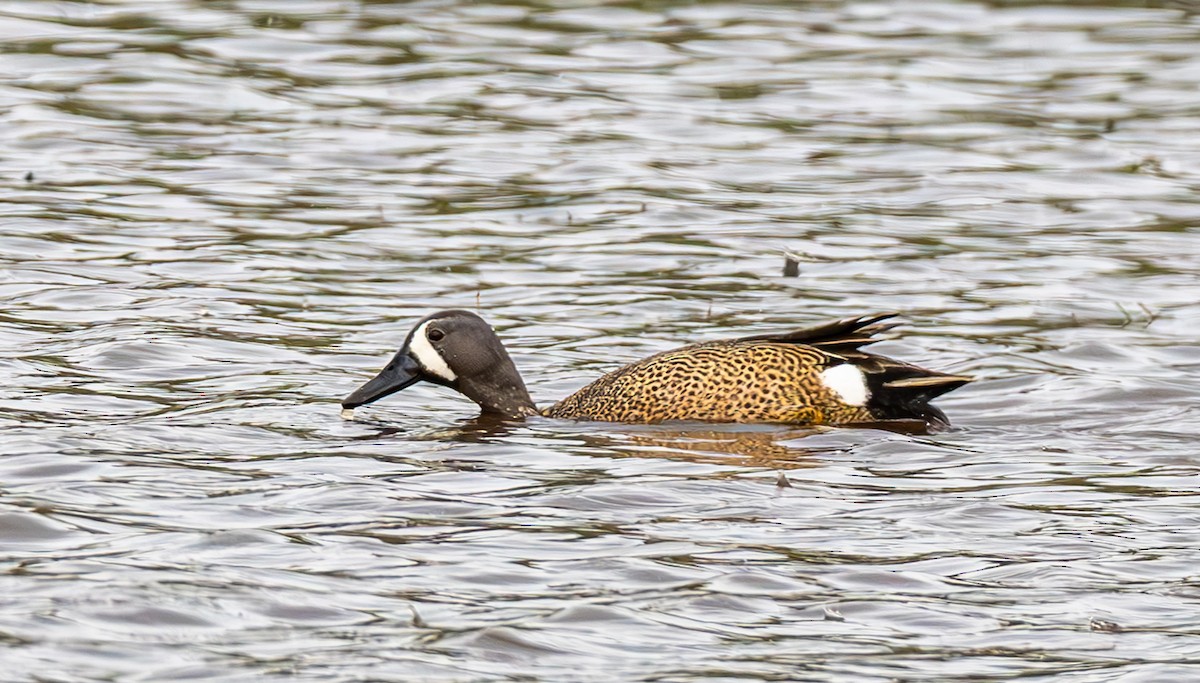 Blue-winged Teal - ML618136870