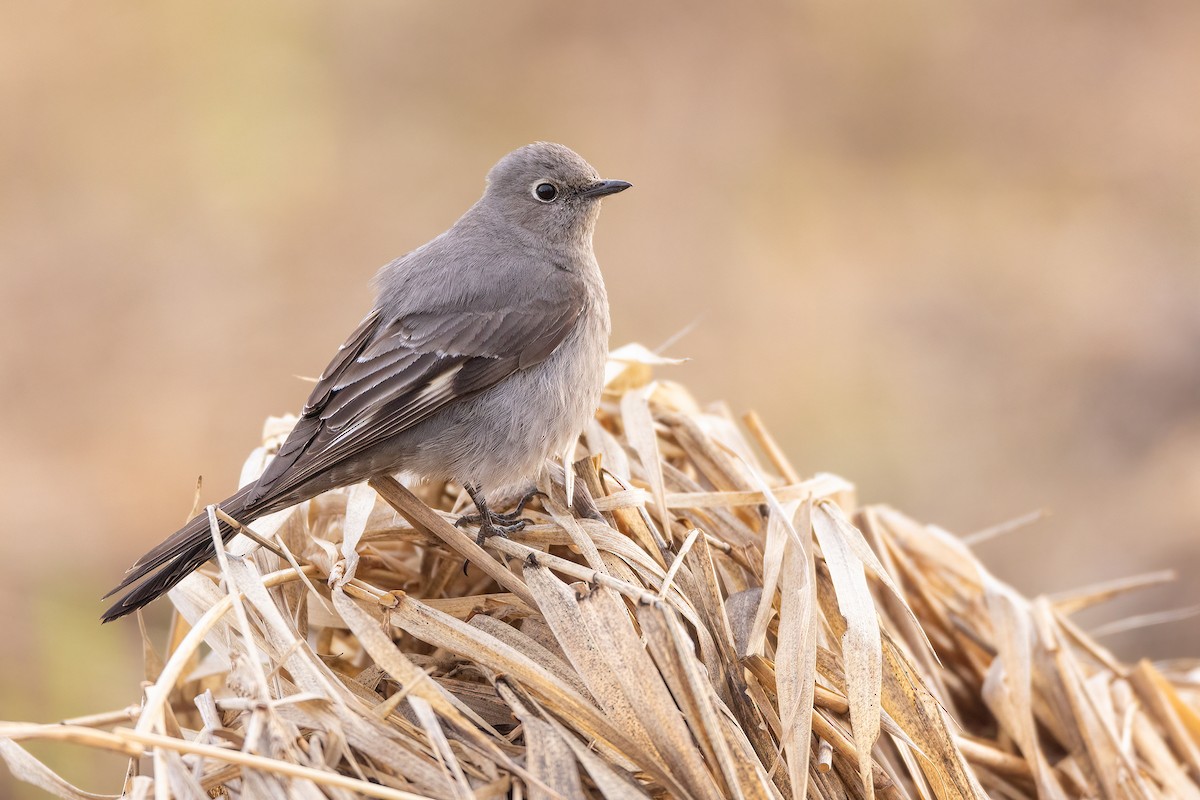 Townsend's Solitaire - ML618136905