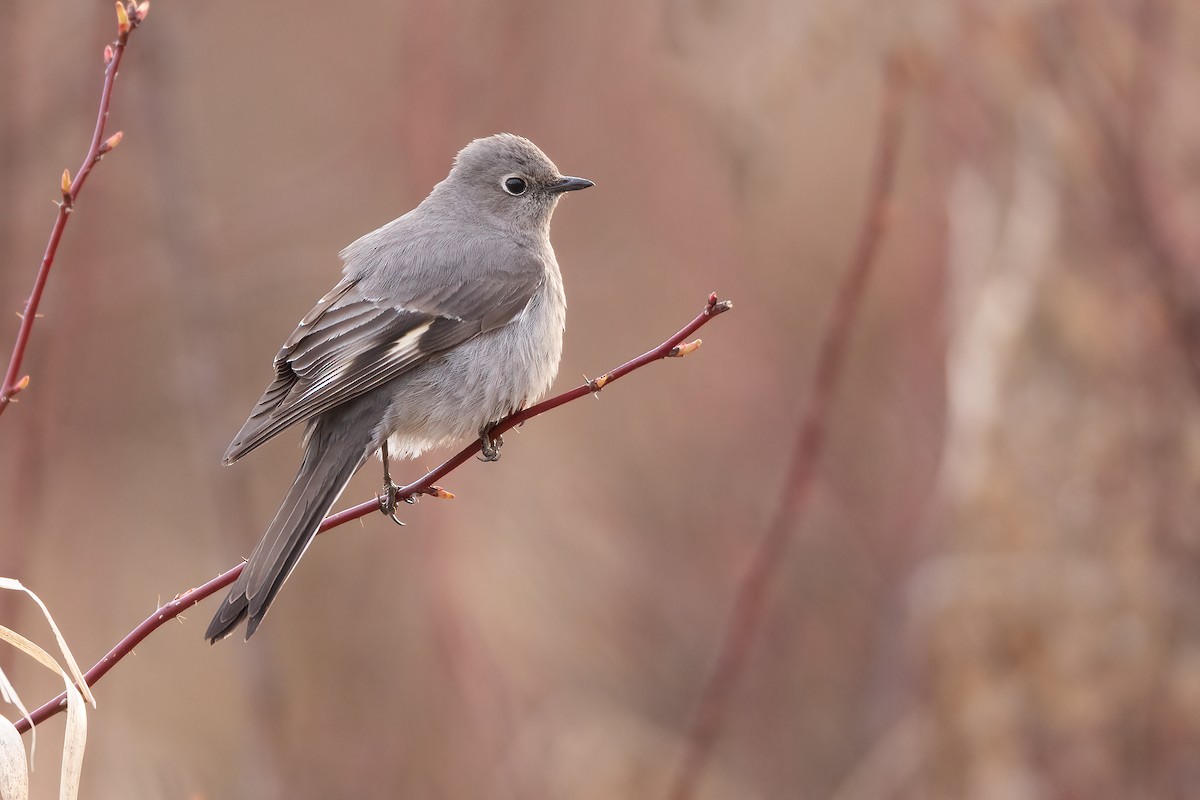 Townsend's Solitaire - Jeff Dyck