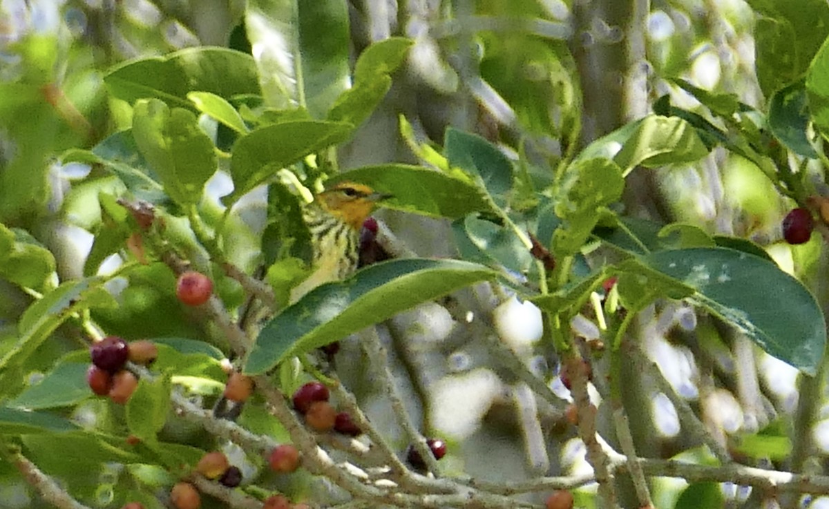 Cape May Warbler - Andrea Diamond