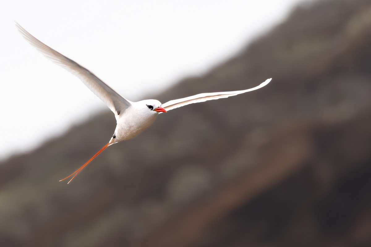 Red-tailed Tropicbird - ML618136926