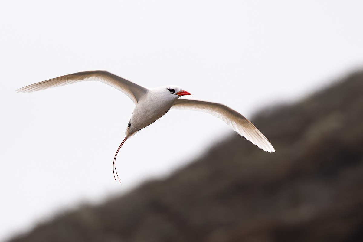 Red-tailed Tropicbird - ML618136927