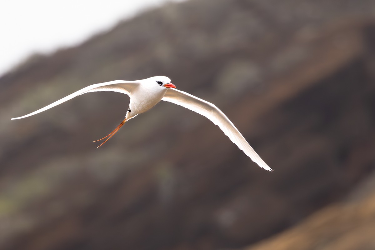 Red-tailed Tropicbird - ML618136928