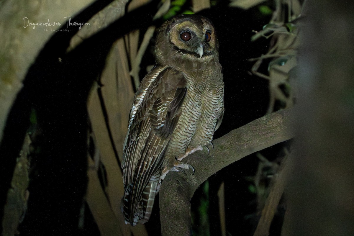 Brown Wood-Owl - ML618136929