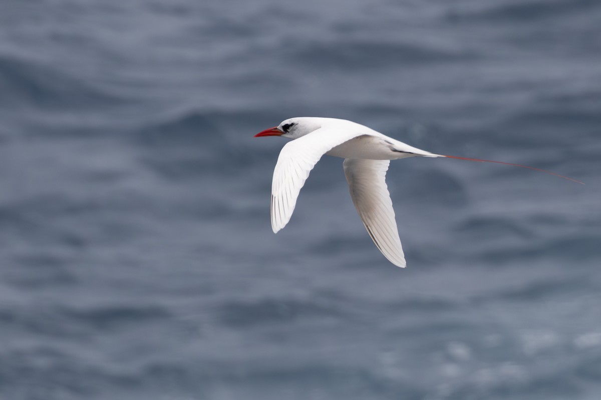 Red-tailed Tropicbird - ML618136930