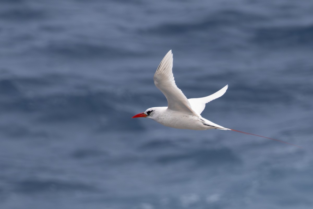 Red-tailed Tropicbird - ML618136931