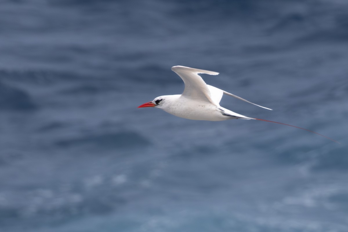Red-tailed Tropicbird - ML618136932