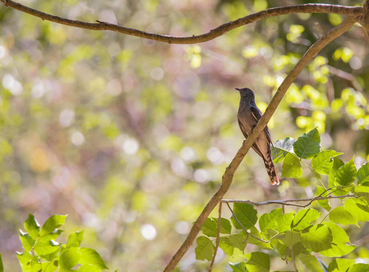 Gray-bellied Cuckoo - ML618136944