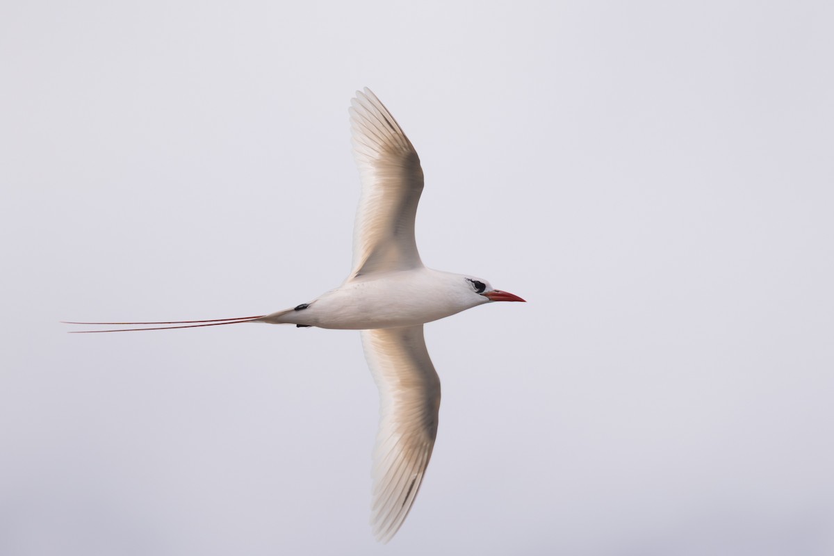 Red-tailed Tropicbird - ML618136947