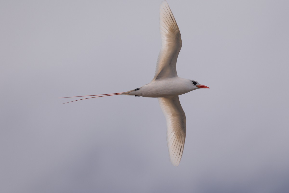 Red-tailed Tropicbird - ML618136948