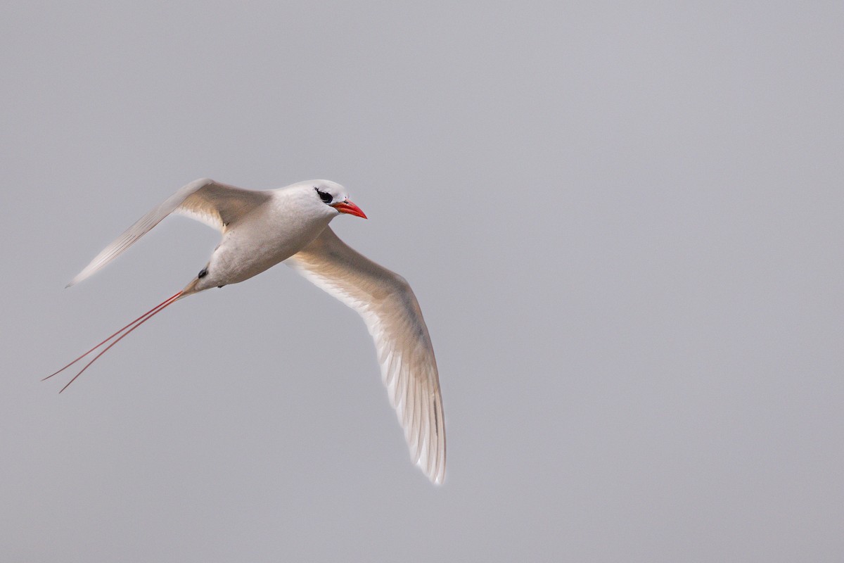 Red-tailed Tropicbird - ML618136949