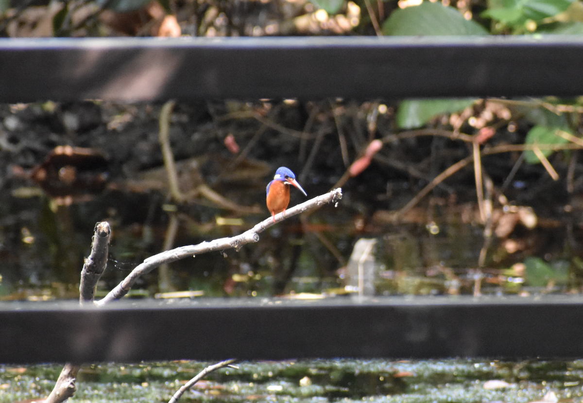 Blue-eared Kingfisher - ML618136992