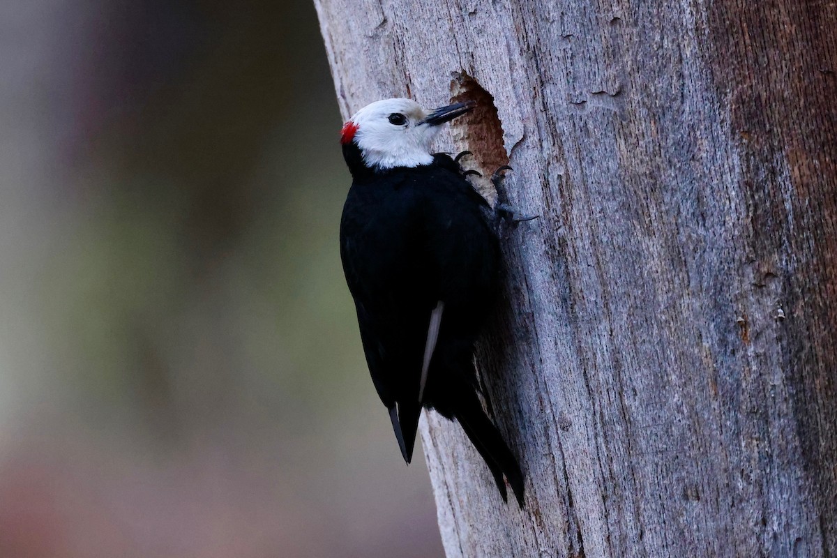 White-headed Woodpecker - ML618137013