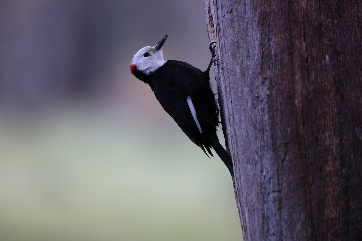 White-headed Woodpecker - vijay t