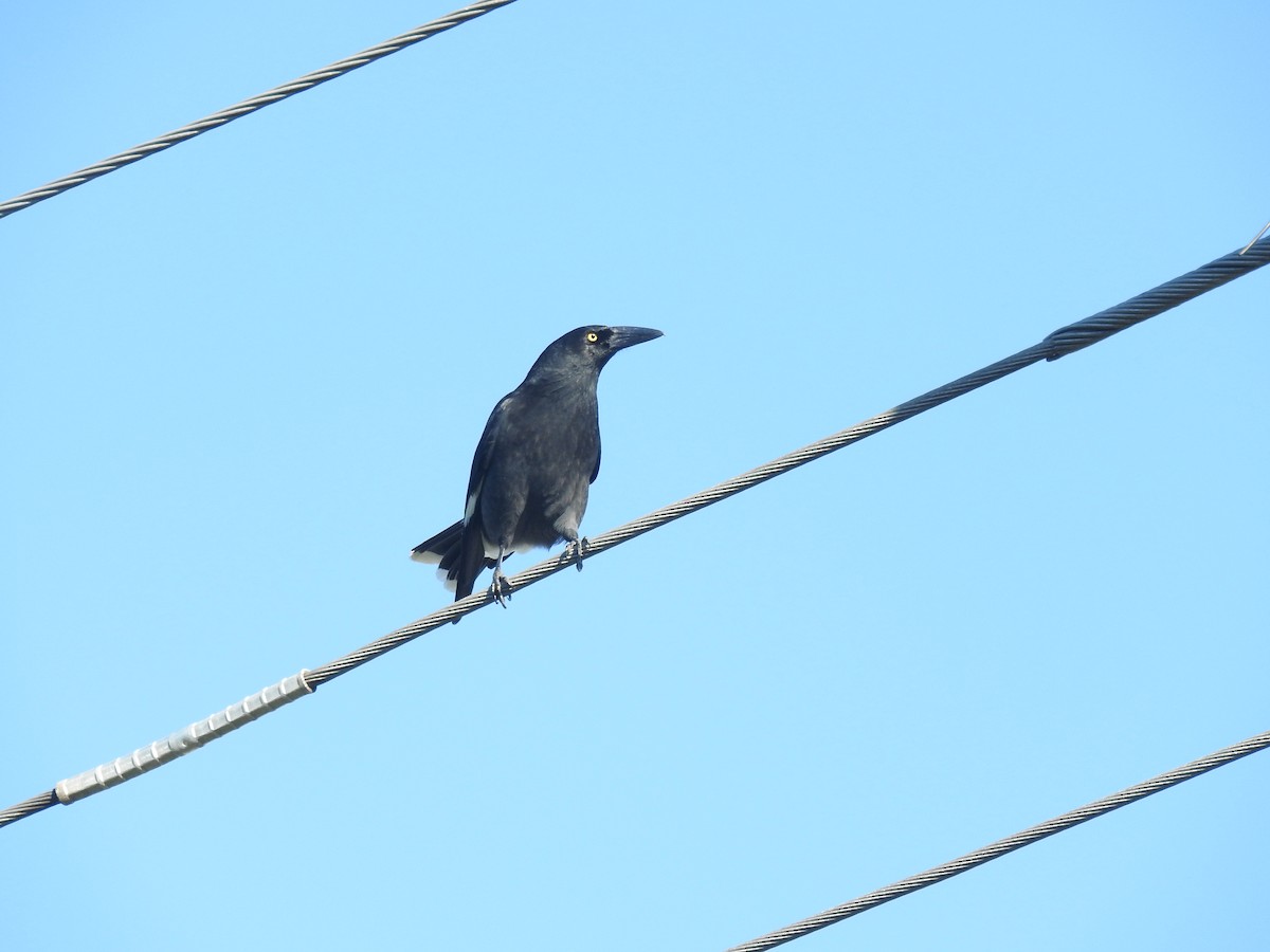 Pied Currawong - ML618137015