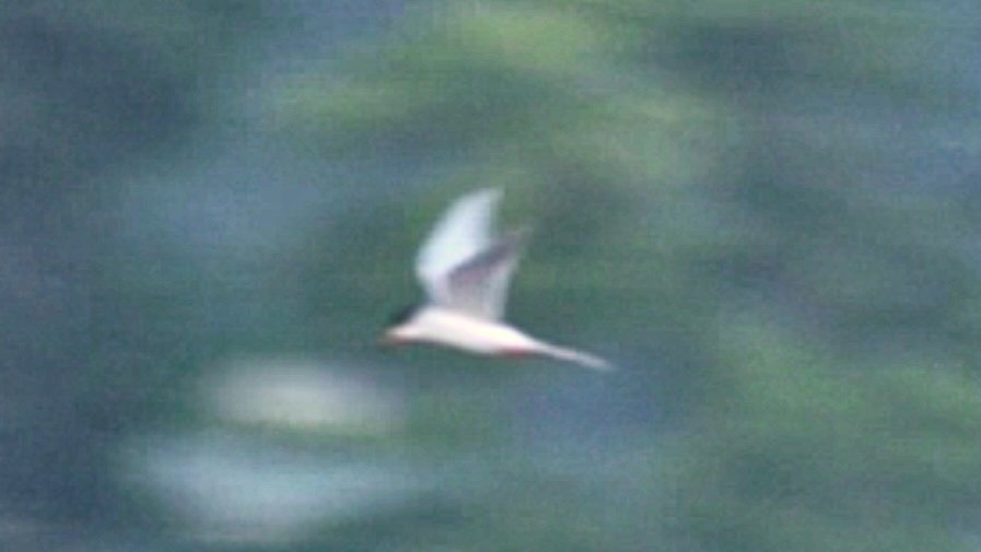 Forster's Tern - Drake Thomas