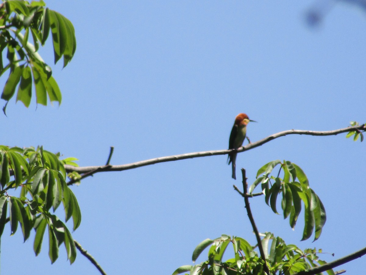 Chestnut-headed Bee-eater - vaazhaikumar kumar