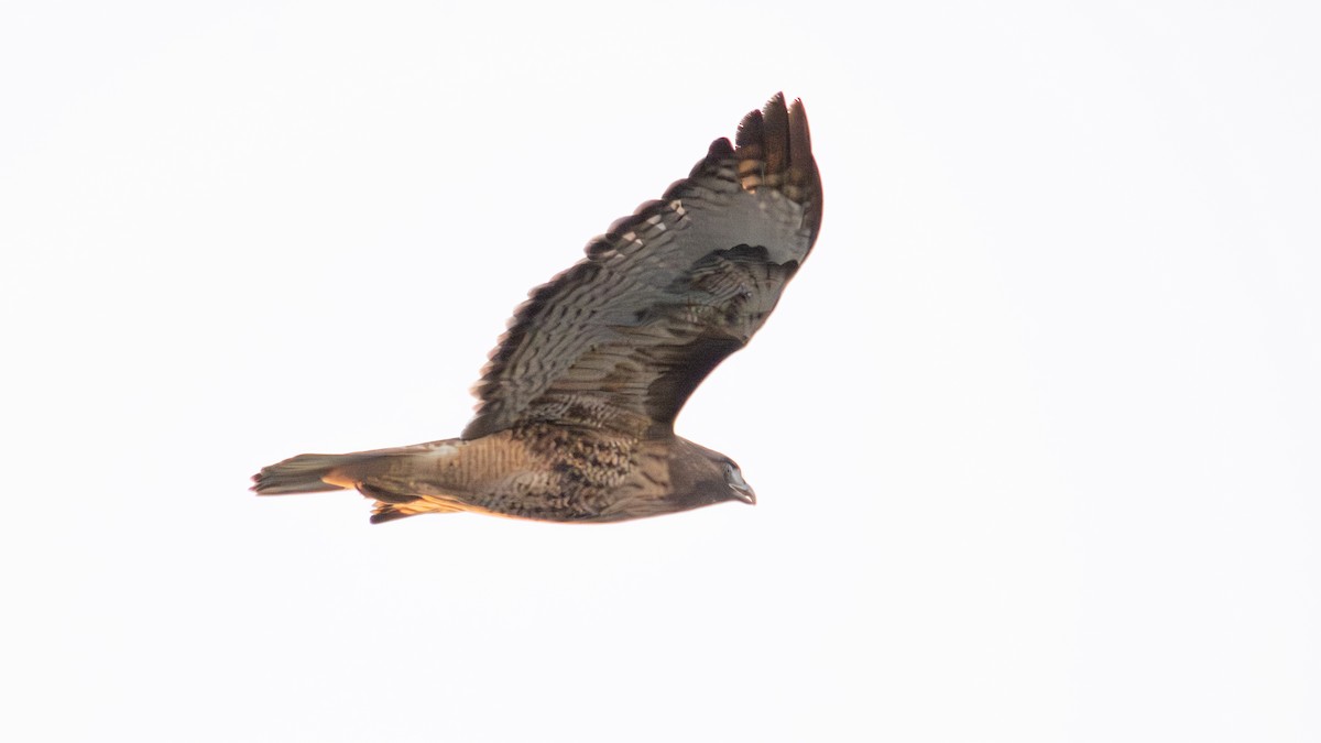 Red-tailed Hawk - ML618137063
