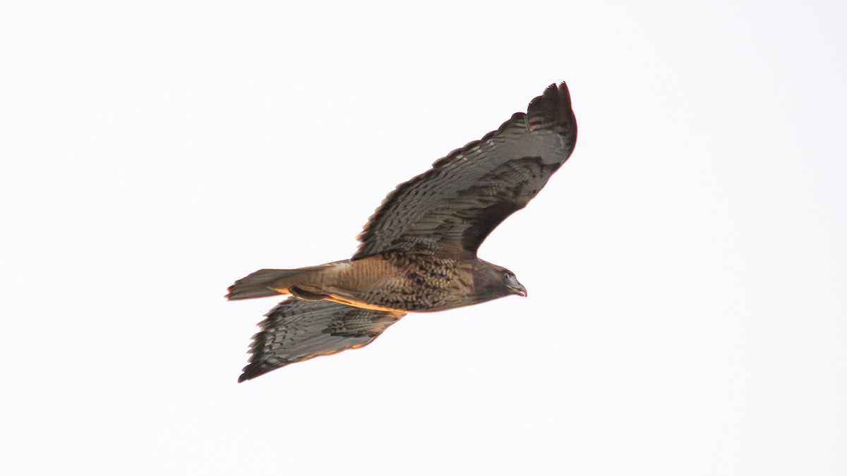 Red-tailed Hawk - Shashika Bandara