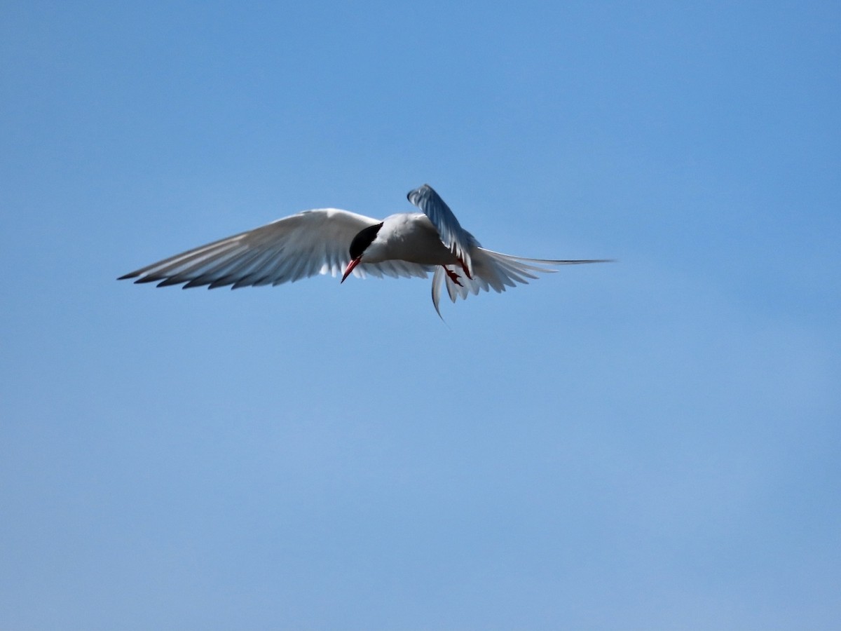 Common Tern - Erkki Lehtovirta