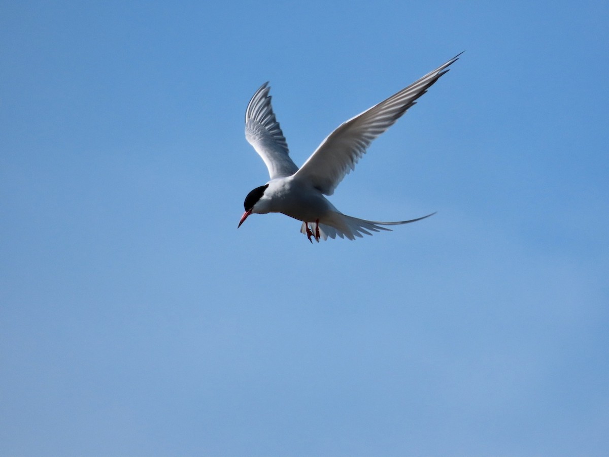 Common Tern - ML618137068