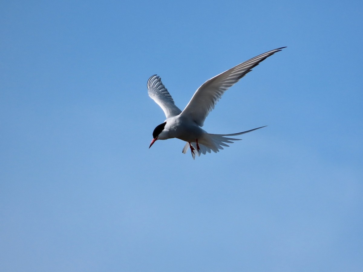 Common Tern - ML618137071