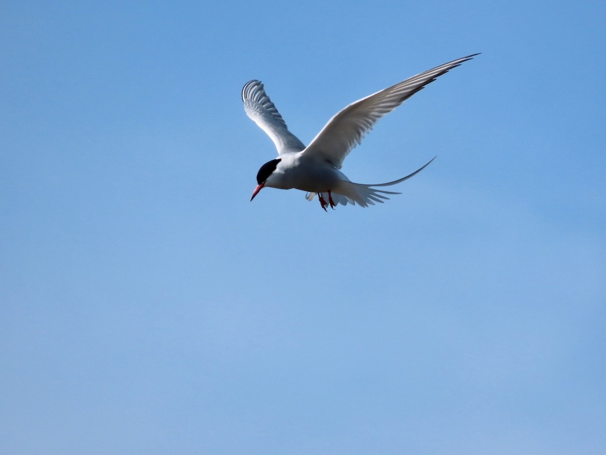 Common Tern - ML618137073