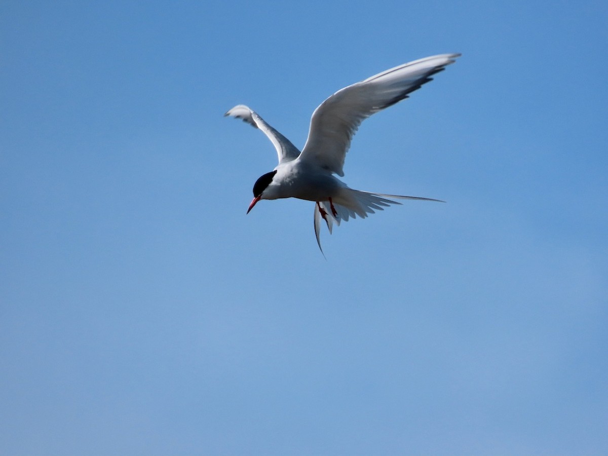 Common Tern - ML618137075
