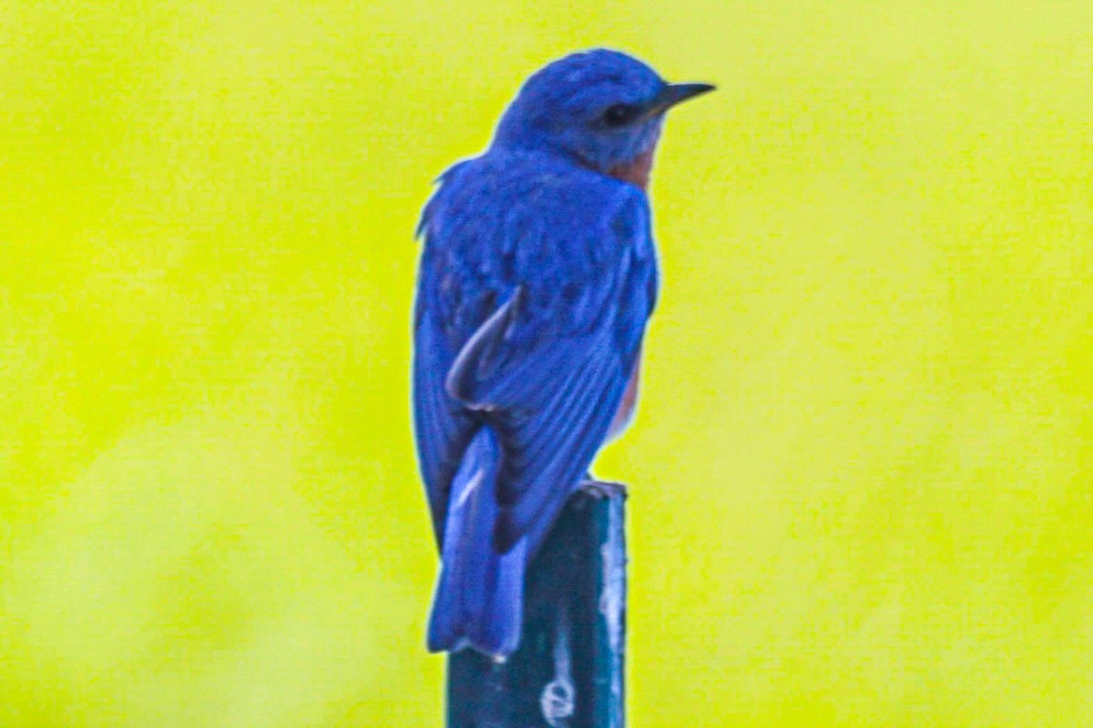 Eastern Bluebird - Drake Thomas